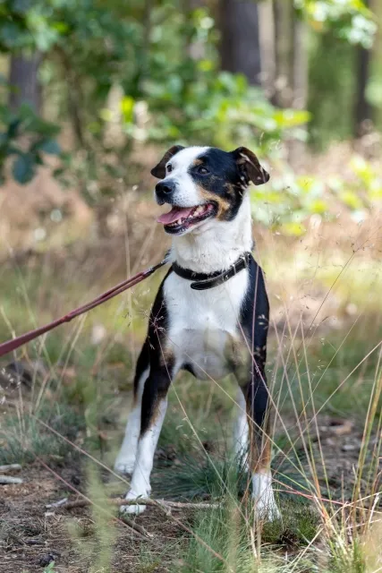 Pies do adopcji, Piła, 26 maja 2024 (5/5)