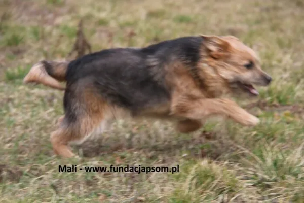 Pies do adopcji, Nowy Dwór Mazowiecki, 15 października 2024 (1/4)