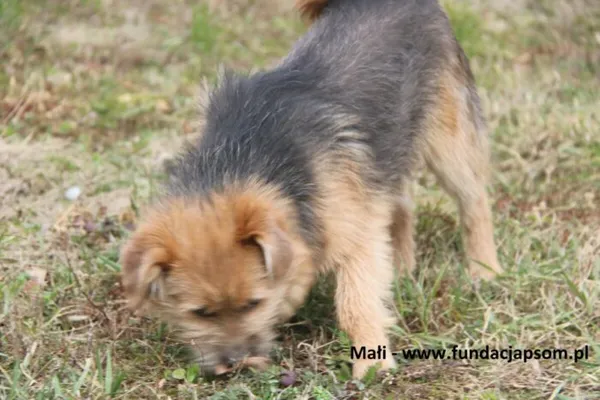 Pies do adopcji, Nowy Dwór Mazowiecki, 15 października 2024 (2/4)