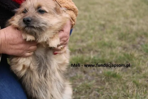 Pies do adopcji, Nowy Dwór Mazowiecki, 15 października 2024 (4/4)