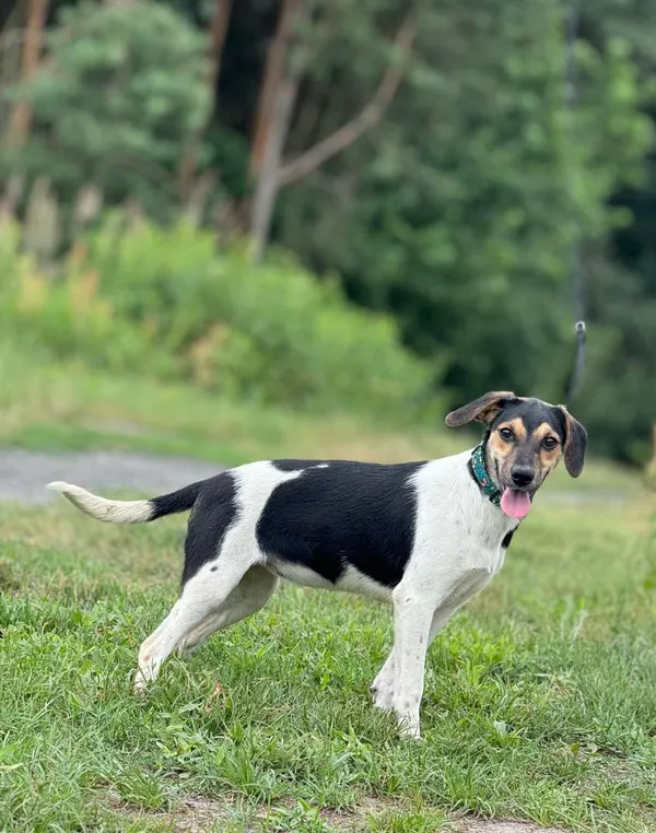 Pies do adopcji, Pieczyska, 16 października 2024 (2/5)