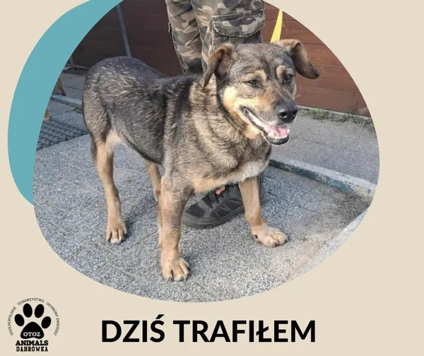 Znaleziono psa, Dąbrówka, 3 września 2025