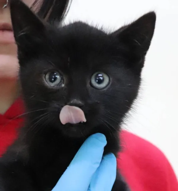 Znaleziono kota, Łódź, 16 października 2024 (2/4)