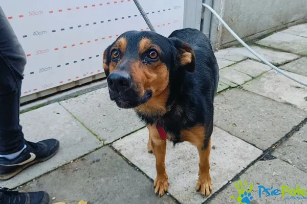 Znaleziono psa, Racławice, 14 października 2024 (2/5)