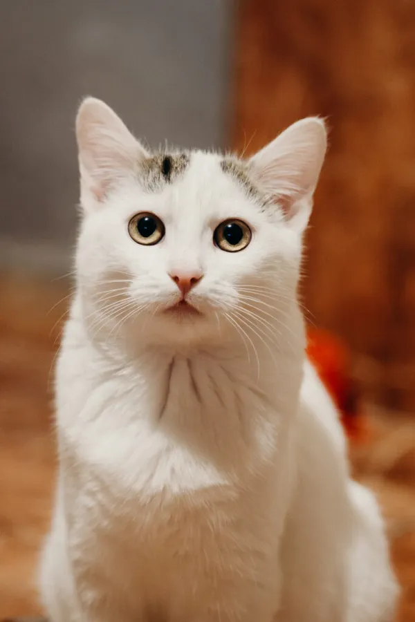 Kot do adopcji, Korabiewice, 21 października 2024 (1/5)