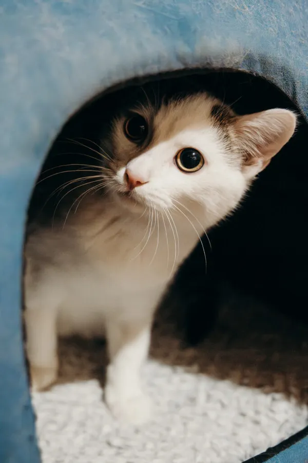 Kot do adopcji, Korabiewice, 21 października 2024 (2/5)