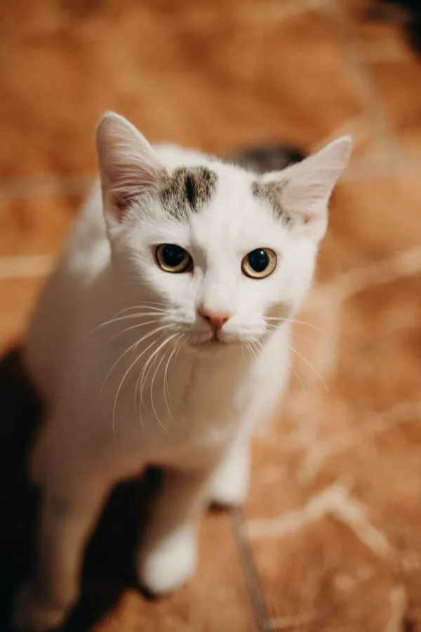 Kot do adopcji, Korabiewice, 21 października 2024 (4/5)