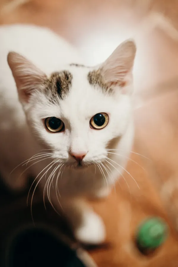 Kot do adopcji, Korabiewice, 21 października 2024 (5/5)