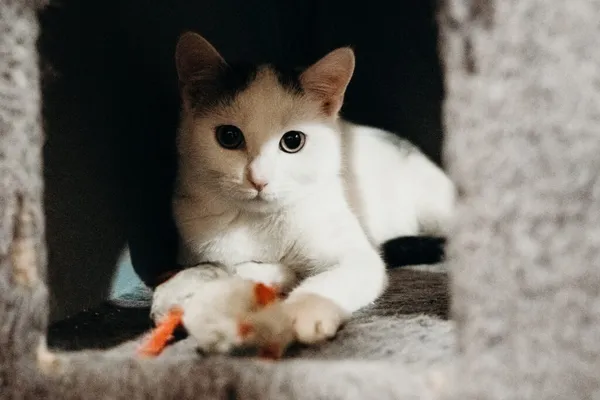 Kot do adopcji, Korabiewice, 21 października 2024 (1/5)