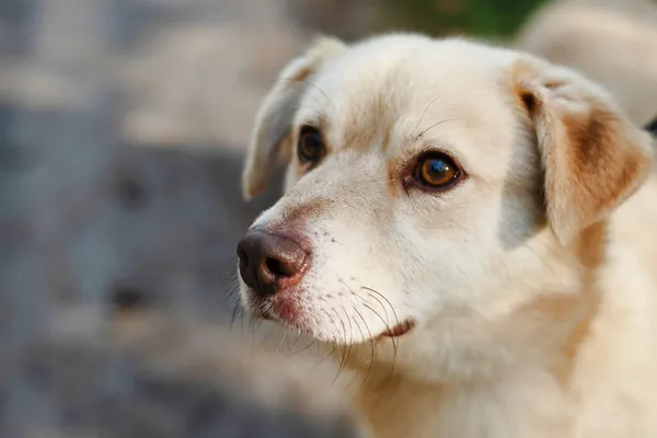 Pies do adopcji, Nowodwór, 21 października 2024 (2/5)