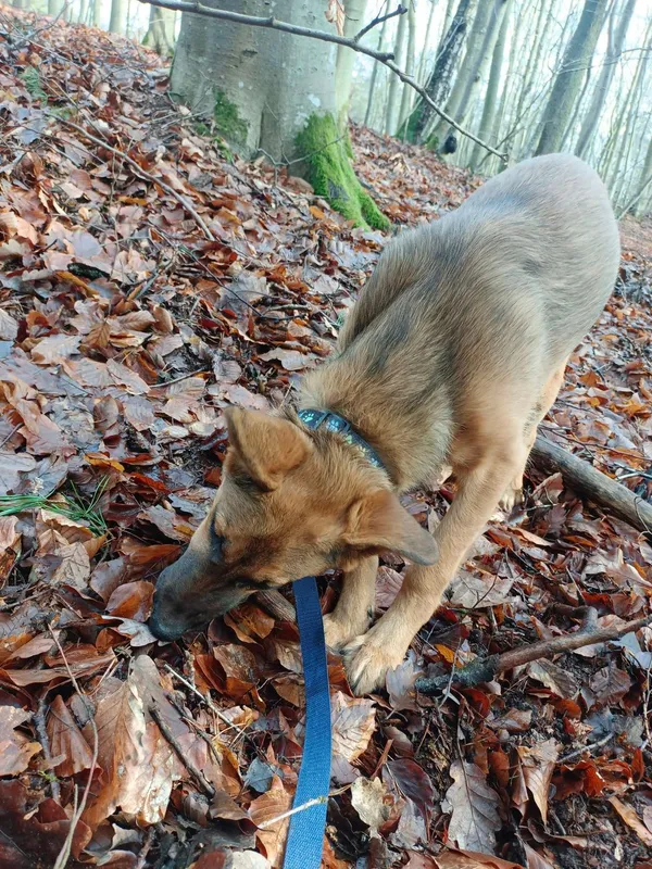 Pies do adopcji, Sopot, 21 października 2024 (1/5)