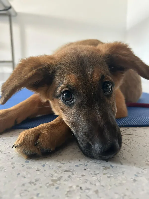 Pies do adopcji, Sopot, 21 października 2024 (2/5)