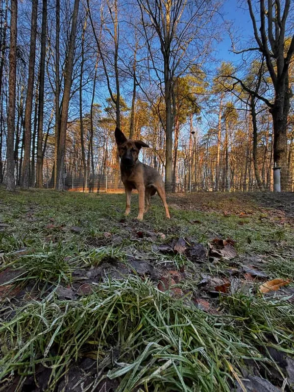 Pies do adopcji, Sopot, 21 października 2024 (3/5)