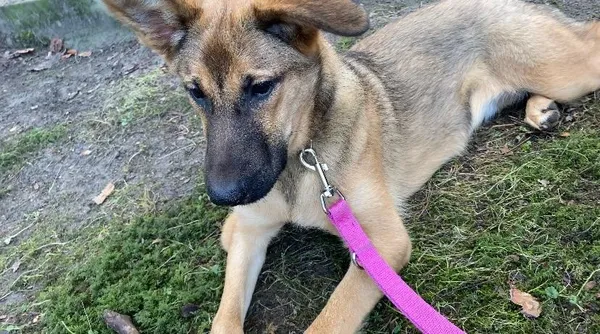 Pies do adopcji, Sopot, 21 października 2024 (4/5)