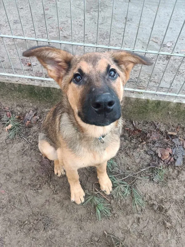 Pies do adopcji, Sopot, 21 października 2024 (5/5)