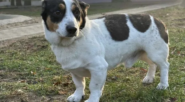 Pies do adopcji, Brodnica, 22 października 2024