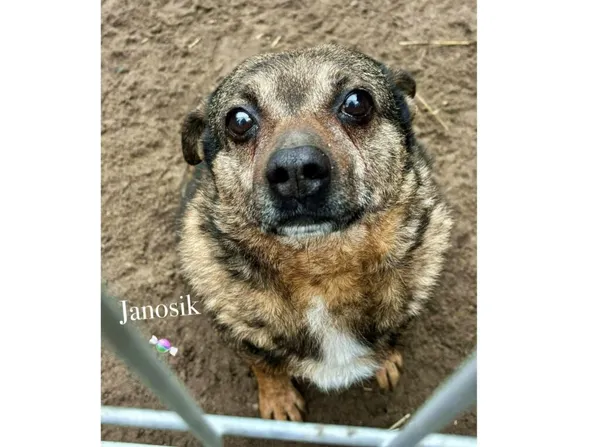 Pies do adopcji, Przyborówko, 20 maja 2025 (4/5)