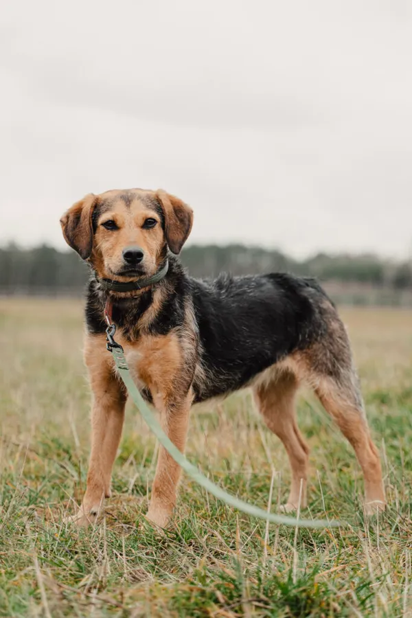 Pies do adopcji, Korabiewice, 22 października 2024 (1/5)