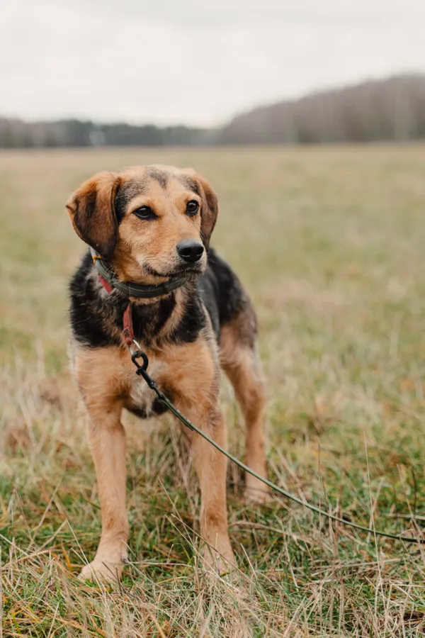 Pies do adopcji, Korabiewice, 22 października 2024 (3/5)
