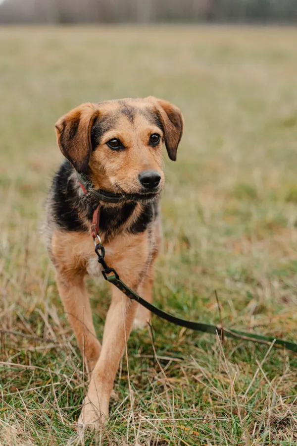 Pies do adopcji, Korabiewice, 22 października 2024 (4/5)