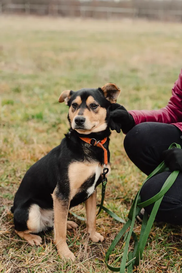 Pies do adopcji, Korabiewice, 22 października 2024 (2/5)