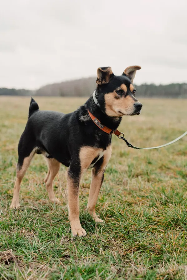 Pies do adopcji, Korabiewice, 22 października 2024 (3/5)