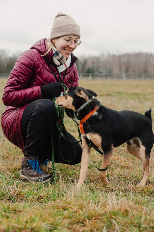 Pies do adopcji, Korabiewice, 22 października 2024 (4/5)