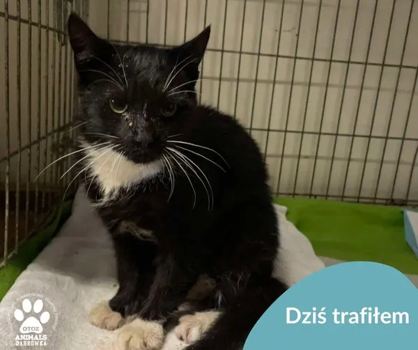 Znaleziono kota, Dąbrówka, 22 października 2024 (1/2)