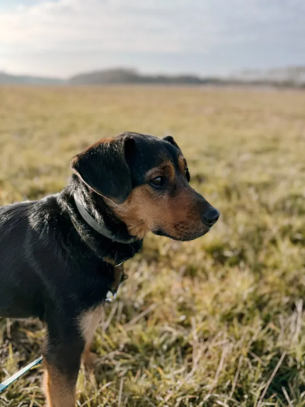 Pies do adopcji, Korabiewice, 25 października 2024 (5/5)