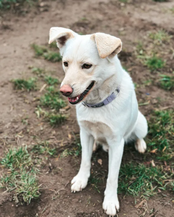 Pies do adopcji, Korabiewice, 25 października 2024 (5/5)