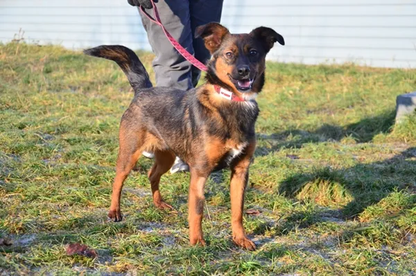 Znaleziono psa, Lublin, 26 października 2024