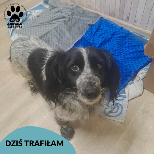 Znaleziono kota, Dąbrówka, 5 kwietnia 2025