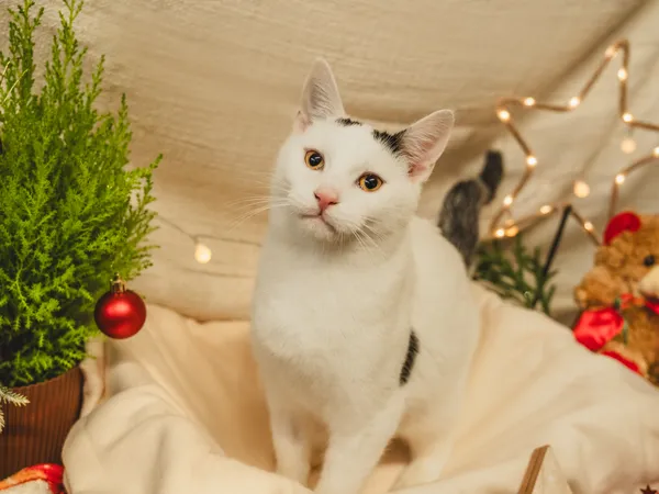 Znaleziono kota, Sosnowiec, 25 października 2024 (3/5)