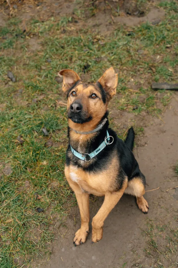 Pies do adopcji, Korabiewice, 28 października 2024 (1/5)