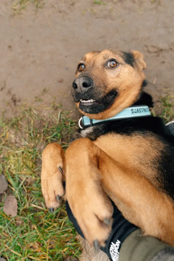 Pies do adopcji, Korabiewice, 28 października 2024 (4/5)