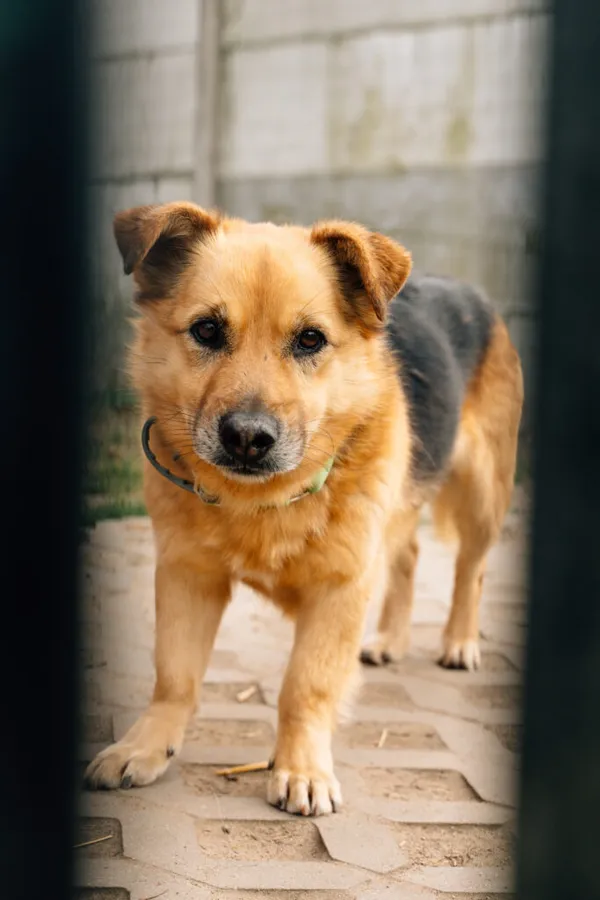 Pies do adopcji, Korabiewice, 28 października 2024 (3/5)