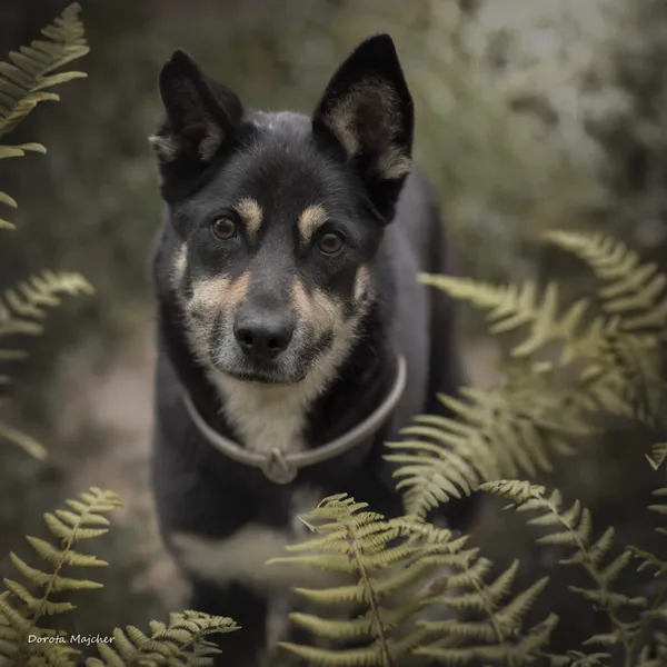 Pies do adopcji, Korabiewice, 28 października 2024 (2/5)