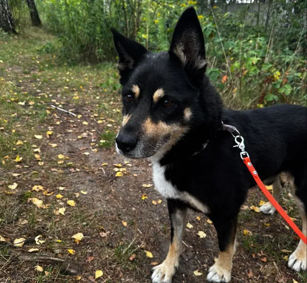 Pies do adopcji, Korabiewice, 28 października 2024 (3/5)