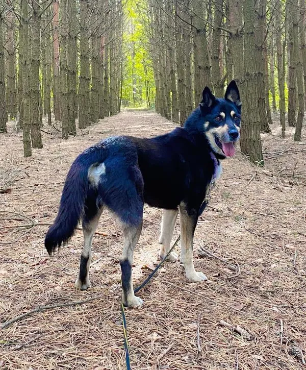 Pies do adopcji, Korabiewice, 28 października 2024 (5/5)