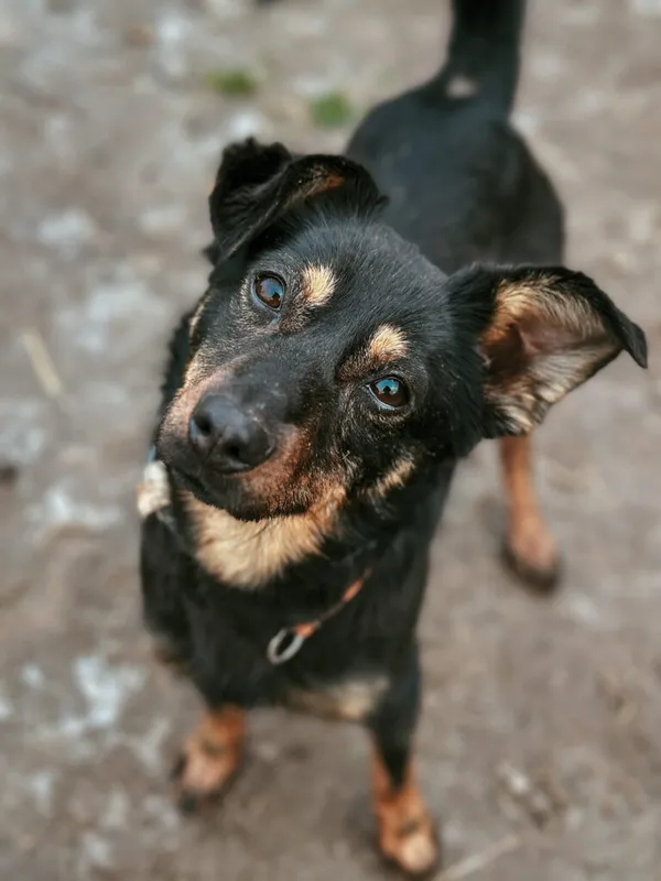 Pies do adopcji, Korabiewice, 28 października 2024 (4/5)