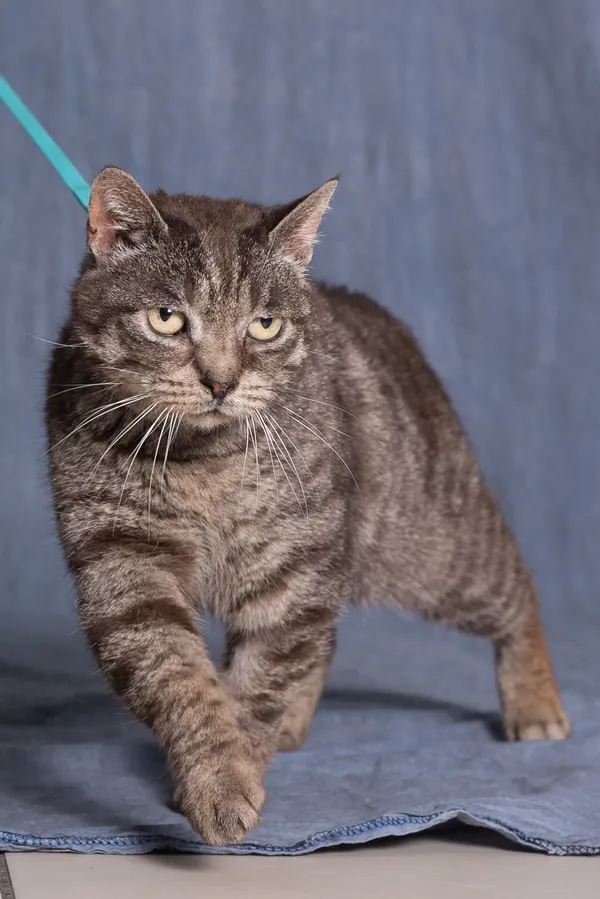 Kot do adopcji, Gdańsk, 18 lutego 2025