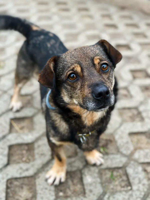 Pies do adopcji, Korabiewice, 29 października 2024 (1/5)