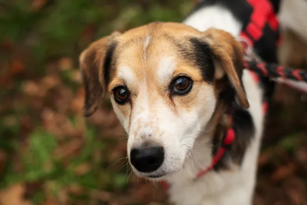 Pies do adopcji, Nowodwór, 29 października 2024 (3/5)