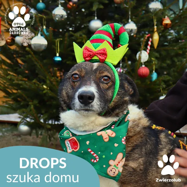 Pies do adopcji, Dąbrówka, 26 grudnia 2025 (1/4)