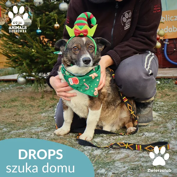 Pies do adopcji, Dąbrówka, 26 grudnia 2025 (2/4)