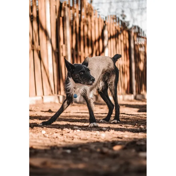 Znaleziono psa, Białystok, 21 września 2024 (3/4)