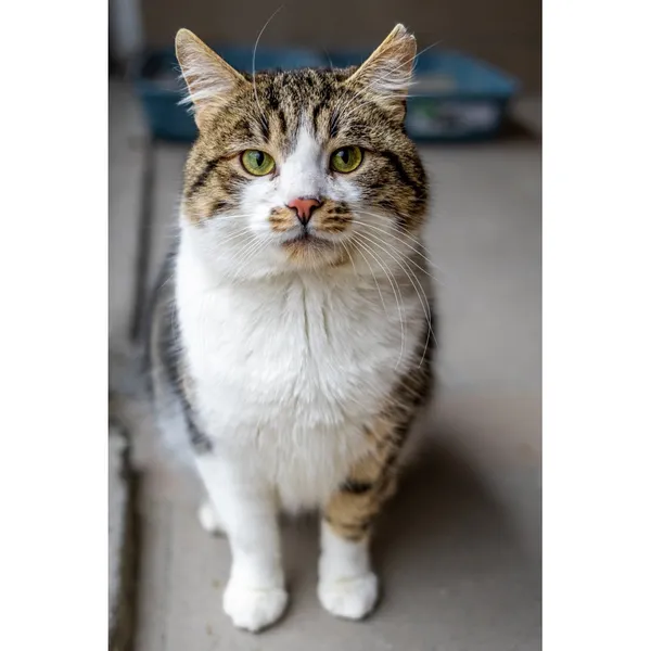 Znaleziono kota, Białystok, 8 października 2024 (1/5)