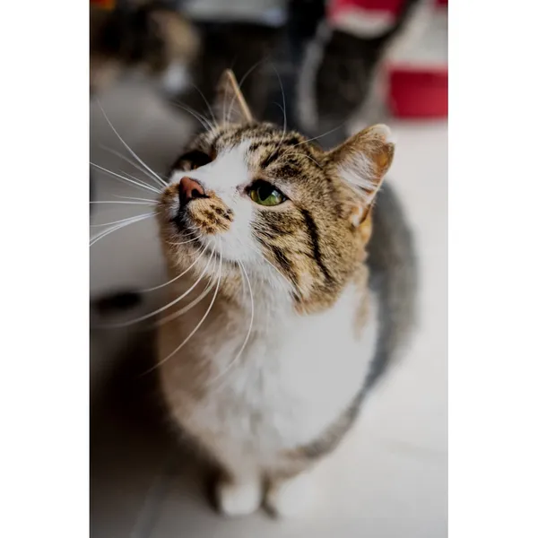 Znaleziono kota, Białystok, 8 października 2024 (3/5)