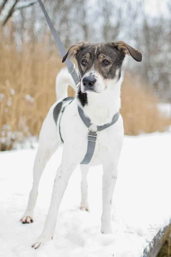 Znaleziono psa, Sosnowiec, 28 października 2024 (3/5)