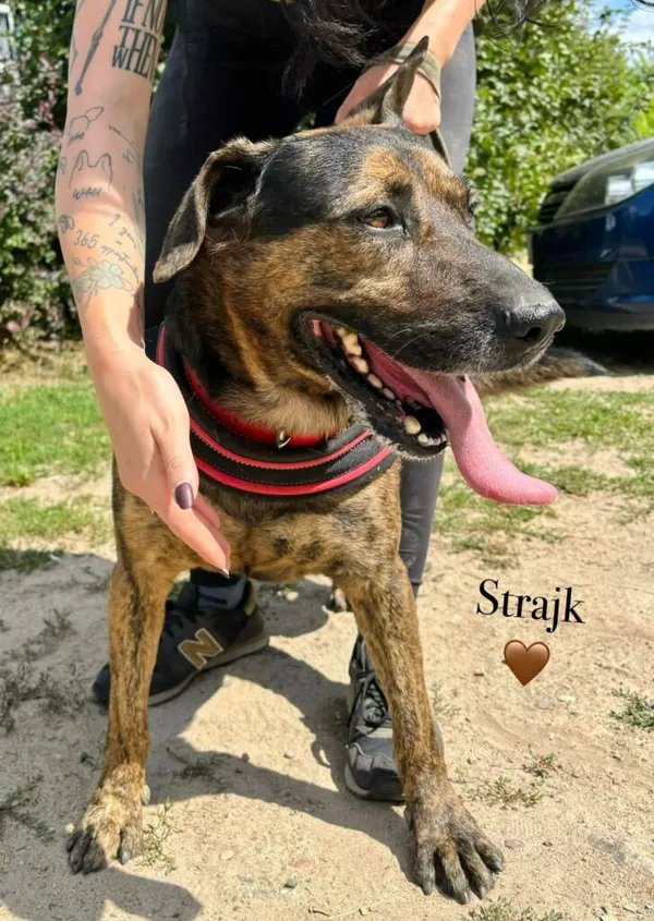 Pies do adopcji, Przyborówko, 14 grudnia 2025 (3/5)